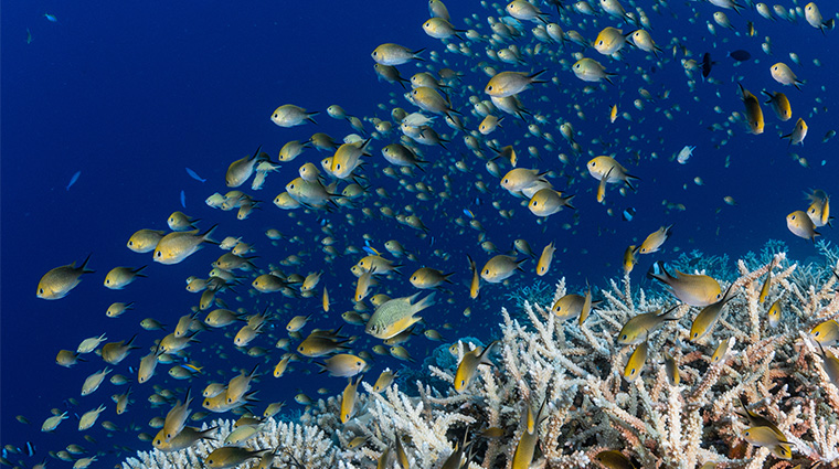 park hyatt maldives hadahaa Fishes in the ocean